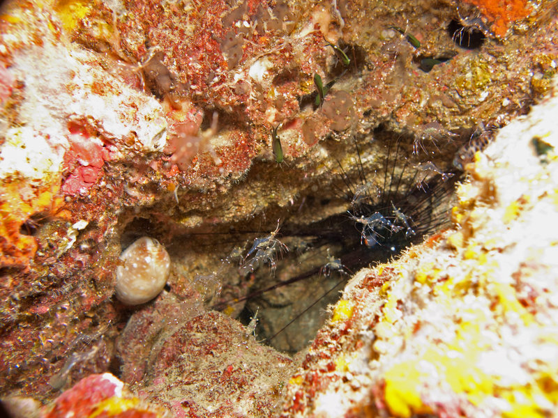 Shrimp, Sail Rock